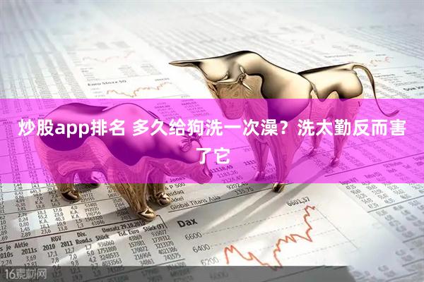炒股app排名 多久给狗洗一次澡？洗太勤反而害了它